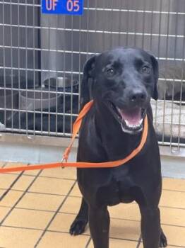 Little Man -  Retriever and Mixed Breed Dog for Adoption in Gainesville, Florida - Little Man | PetCurious