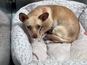 NUTMEG -  Chihuahua Dog for Adoption in Tustin, California - NUTMEG | PetCurious