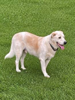Ben -  Yellow Labrador Retriever Dog for Adoption in Hartwell, Georgia - Ben | PetCurious