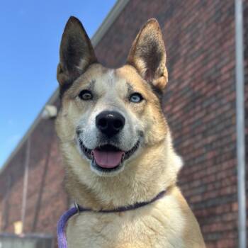 Australian Cattle Dog Blue Heeler Dogs Available for Adoption - Mila | PetCurious