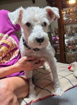 Schnauzer Dogs Available for Adoption in Osteen, Florida - DaiChi | PetCurious