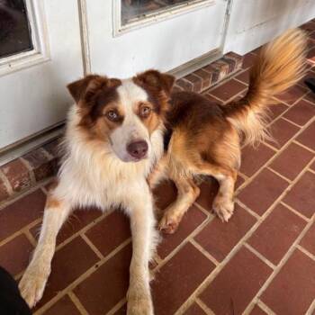 Remington (Benefactor Dog) -  Australian Shepherd Dog for Adoption in New Orleans, Louisiana - Remington (Benefactor Dog) | PetCurious