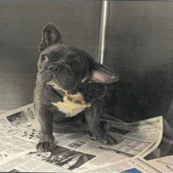 Jax A2226091 -  French Bulldog Dog for Adoption in Los Angeles, California - Jax A2226091 | PetCurious