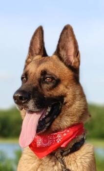 Augustus - great companion, won