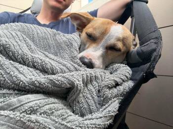 Melvin Local -  Terrier Dog for Adoption in Princeton, Massachusetts - Melvin Local | PetCurious