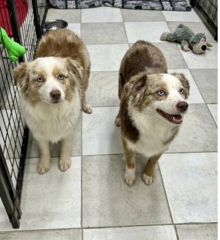 Dottie & Frankie -  Australian Shepherd Dog for Adoption in Hartwell, Georgia - Dottie & Frankie | PetCurious