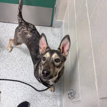 Echo -  German Shepherd Dog and Mixed Breed Dog for Adoption in Reno, Nevada - Echo | PetCurious