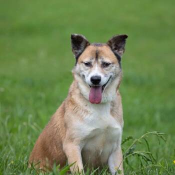 Rescue Mixed Breed Dogs for Adoption in Henderson, Kentucky - Cocoa | PetCurious