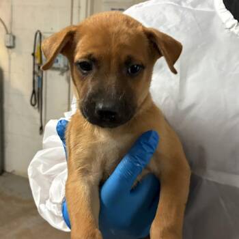 Stuart -  Shepherd and Mixed Breed Dog for Adoption in Edinburg, Texas - Stuart | PetCurious