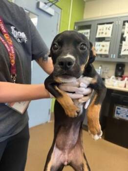 Fruit -  Mixed Breed Dog for Adoption in Wichita, Kansas - Fruit | PetCurious