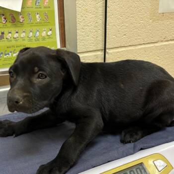 Pocky -  Mixed Breed Dog for Adoption in Memphis, Tennessee - Pocky | PetCurious