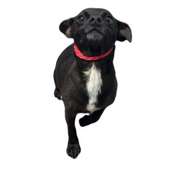Blackberry -  Chihuahua Dog for Adoption in Red Bluff, California - Blackberry | PetCurious
