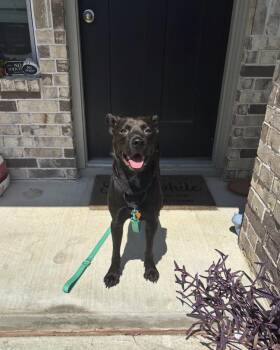 Rescue Black Labrador Retriever and German Shepherd Dog Dogs for Adoption in Pflugerville, Texas - Moe | PetCurious