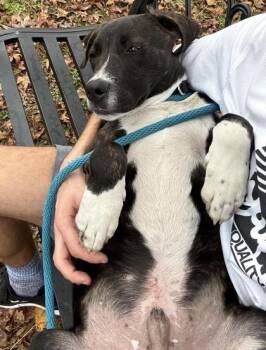 Ember -  Retriever and Mixed Breed Dog for Adoption in Palm Coast, Florida - Ember | PetCurious
