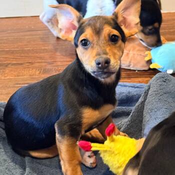 Beagle Dogs Available for Adoption in Chicago, Illinois - Chappell Roan | PetCurious