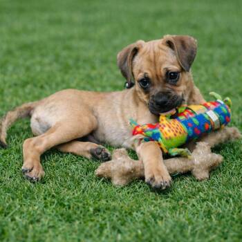 Kano GC -  Pug and Mixed Breed Dog for Adoption in Austin, Texas - Kano GC | PetCurious