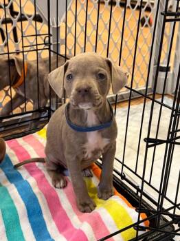 Pit Bull Terrier Dogs Available for Adoption in Little Rock, Arkansas - Thyme | PetCurious