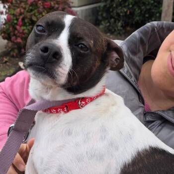 LENA -  Jack Russell Terrier Dog for Adoption in St. Augustine, Florida - LENA | PetCurious