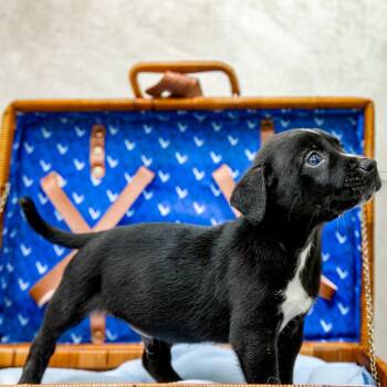 Australian Cattle Dog Blue Heeler and Mixed Breed Dogs Available for Adoption in Livingston, Texas - Umberto | PetCurious