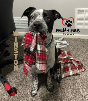 Winston fka Marvel Litter: Ace -  Australian Cattle Dog Blue Heeler Dog for Adoption in Council Bluffs, Iowa - Winston Fka Marvel Litter: Ace | PetCurious