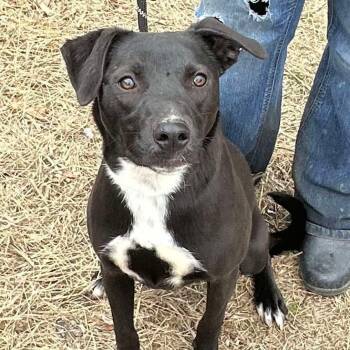 Rescue Mixed Breed and Black Labrador Retriever Dogs for Adoption in Perryville, Arkansas - Oreo | PetCurious