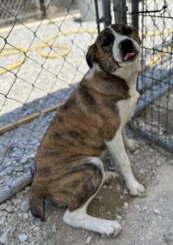 Manicotti -  Mixed Breed Dog Available for Adoption in Manchester, Tennessee - Manicotti | PetCurious