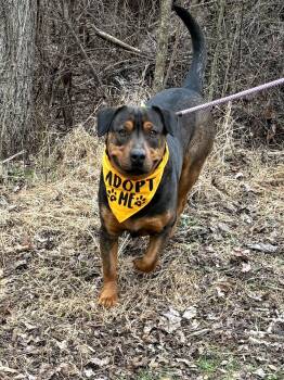 Rottweiler Dogs Available for Adoption - Turbo | PetCurious