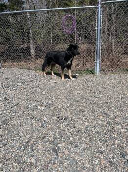 Bear -  Shepherd and Labrador Retriever Dog Available for Adoption in Lunenburg, Vermont - Bear | PetCurious