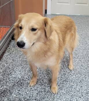 Smooth Collie Dogs Available for Adoption in Catlettsburg, Kentucky - Michael | PetCurious