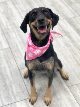 Sweetheart -  Hound and Australian Shepherd Dog for Adoption in Olympia, Washington - Sweetheart | PetCurious