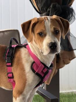 Benny Biscuit -  Cattle Dog Dog for Adoption in Salt Lake City, Utah - Benny Biscuit | PetCurious