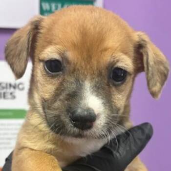 Puddleglum -  Chihuahua Dog for Adoption in Tacoma, Washington - Puddleglum | PetCurious