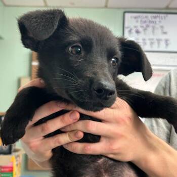 Rescue Black Labrador Retriever and Terrier Dogs for Adoption in Oswego, Illinois - Foster APPLE! | PetCurious