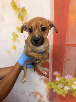 MATILDA -  Pit Bull Terrier Dog for Adoption in San Bernardino, California - MATILDA | PetCurious