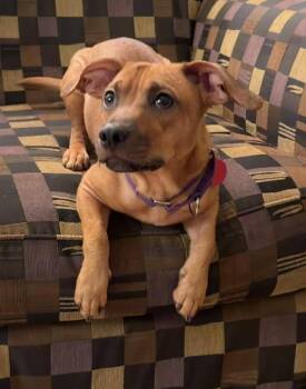 Walter * -  Dachshund Dog for Adoption in West Palm Beach, Florida - Walter * | PetCurious