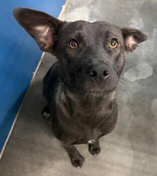 Lily -  Mixed Breed Dog for Adoption in Henderson, North Carolina - Lily | PetCurious