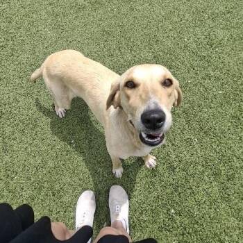 Yellow Labrador Retriever Dogs Available for Adoption in Hannibal, Missouri - EDEN | PetCurious