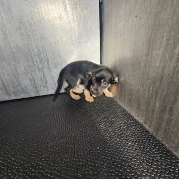 Chihuahua Dogs Available for Adoption - Peter | PetCurious