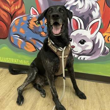 Buzz -  Black Labrador Retriever and Great Dane Dog for Adoption in Lyndhurst, Virginia - Buzz | PetCurious