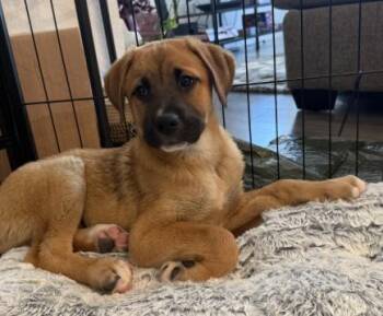 PICKLES -  Shepherd Dog for Adoption in Broomfield, Colorado - PICKLES | PetCurious