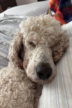 Standard Poodle Dogs Available for Adoption in Falls Church, Virginia - Ameri | PetCurious