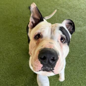 American Bulldog Dogs Available for Adoption - Blanco | PetCurious