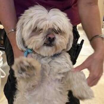 Lhasa Apso Dogs Available for Adoption - Wonton | PetCurious