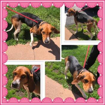 Treeing Walker Coonhound Dogs Available for Adoption in Buckhannon, West Virginia - CHERRY COLA | PetCurious