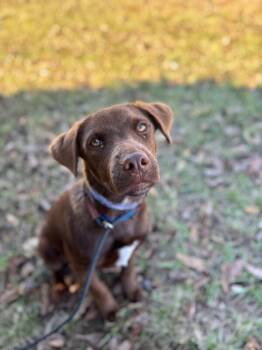 Rescue Chocolate Labrador Retriever and Mixed Breed Dogs for Adoption in Aiken, South Carolina - Tucker | PetCurious
