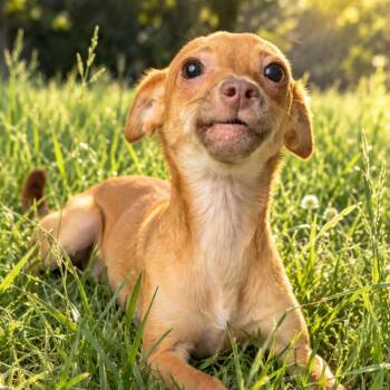 Ashrah -  Chihuahua Dog for Adoption in Richmond, Virginia - Ashrah | PetCurious