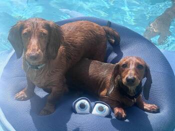 Dale -  Dachshund Dog for Adoption in Jacksonville, Florida - Dale | PetCurious