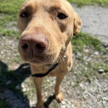 Goldie -  Labrador Retriever Dog Available for Adoption in Lewisburg, Tennessee - Goldie | PetCurious