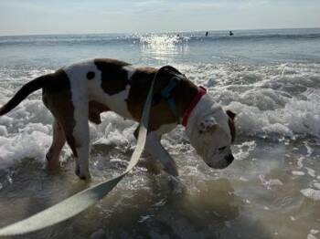 Evan - 2 -  English Bulldog and Mixed Breed Dog for Adoption in Daytona Beach, Florida - Evan - 2 | PetCurious