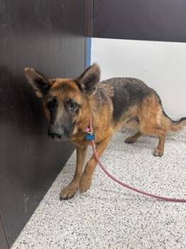 Cascade -  German Shepherd Dog and Mixed Breed Dog for Adoption in Atlanta, Georgia - Cascade | PetCurious